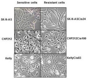 nbl-cells