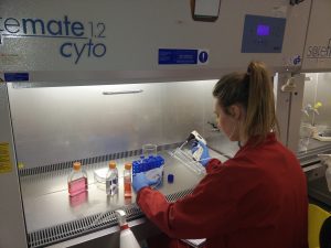 Handling neuroblastoma cells in the cell culture cabinet.